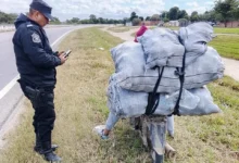 Detuvieron a un hombre por sustraer de manera ilegal productos cítricos de una finca en Orán