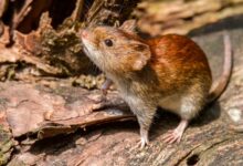 HANTAVIRUS