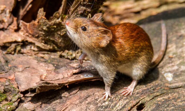 HANTAVIRUS