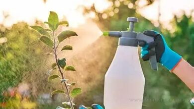 AMMAT prohibió la venta de un insecticida detectado en Salvador Mazza