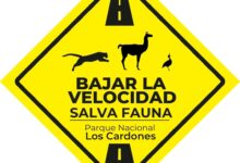 El Parque Nacional Los Cardones pide reducir la velocidad luego de la muerte de un chulengo