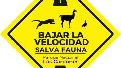 El Parque Nacional Los Cardones pide reducir la velocidad luego de la muerte de un chulengo