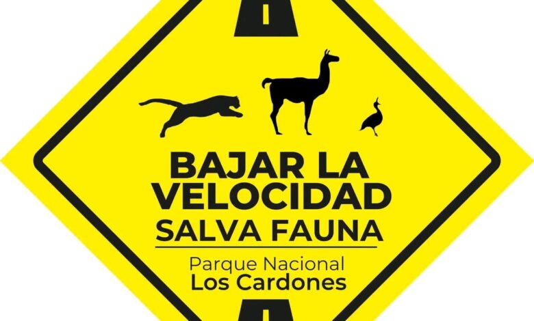 El Parque Nacional Los Cardones pide reducir la velocidad luego de la muerte de un chulengo