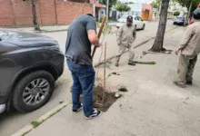 Daño un árbol y ahora deberá ayudar a forestar distintos puntos de Orán