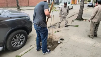 Daño un árbol y ahora deberá ayudar a forestar distintos puntos de Orán