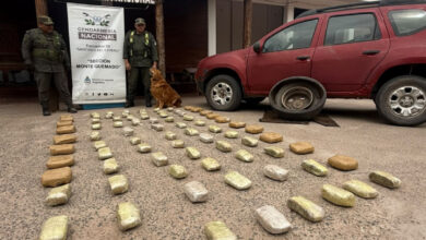 El olfato de Yasi, clave para hallar un cargamento de droga en la Ruta 16