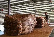 El sector tabacalero de Misiones recuperar $ 8.000 millones y apunta a Salta y Jujuy