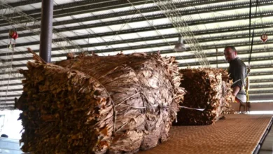 El sector tabacalero de Misiones recuperar $ 8.000 millones y apunta a Salta y Jujuy