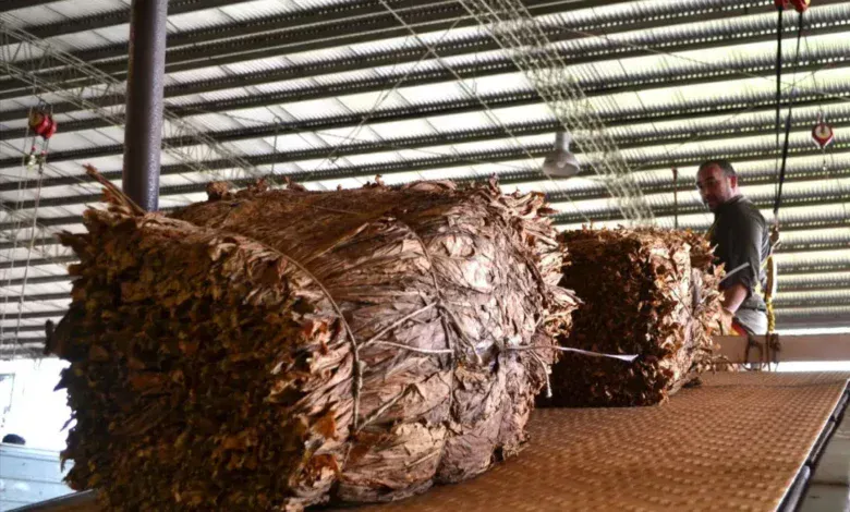 El sector tabacalero de Misiones recuperar $ 8.000 millones y apunta a Salta y Jujuy